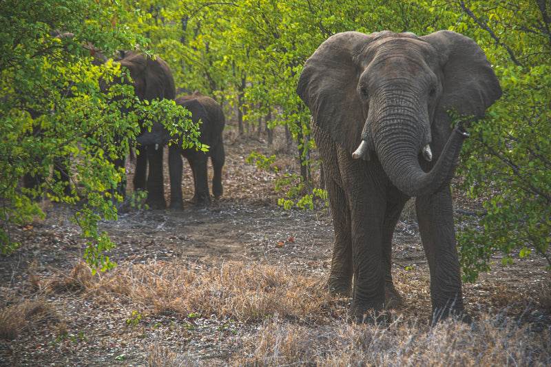 Could an elephant’s stress be treated with CBD oil?