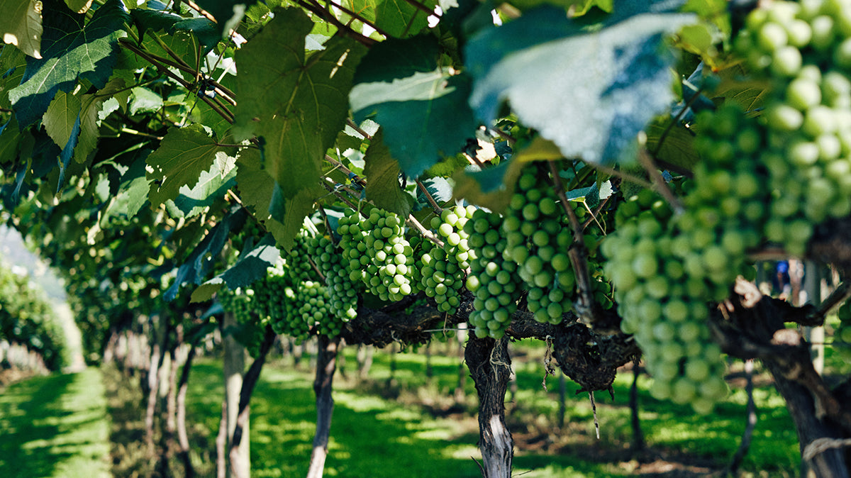 What makes our wine vegan?